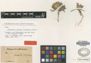 Townsendia sericea Hook. var. A.Gray papposa[isotype]