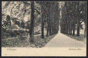 480, Tübingen. Platanen-Allee.