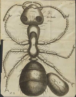 Illustration 3: Fig. I. Obs. II.