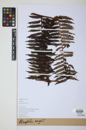 Alsophila engelii R.M.Tryon