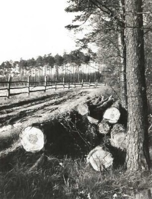 Karswald bei Arnsdorf. Feldweg am Waldrand mit geschlagenen Kiefern