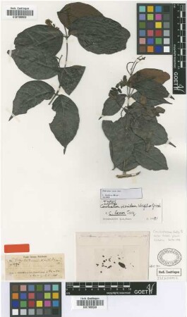 Combretum laxum Jacq.