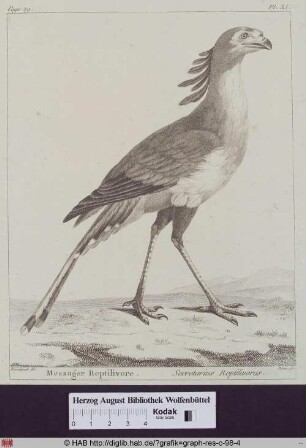 Abbildung eines Secretarius Reptilivorus (Sekretärsvogel).