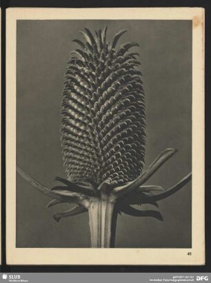 Dipsacus fullonum - Weber-Karde - Blütenkopf (6mal vergrößert)