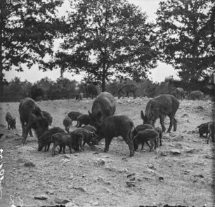 Wildschweinrudel : Wildgehege Moritzburg. Ein Wildschweinrudel (Sus scorfa Linnaeus) beim Wühlen in einem Gehege.