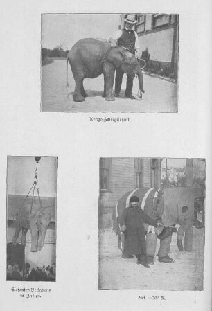 Kongo-Zwergelefant. ; Elefanten-Verladung in Indien. ; Bei -