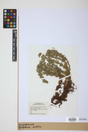 Lycopodium erratum THUNB.