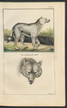 Tafel 18.: Der nordamerik. Wolf.