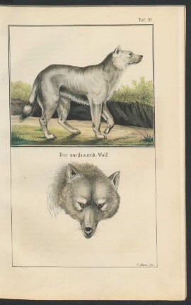 Tafel 18.: Der nordamerik. Wolf.