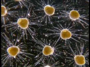The Larger Foraminifer Heterostegina depressa - Multiple Fission in Microspheric and Megalospheric Generation