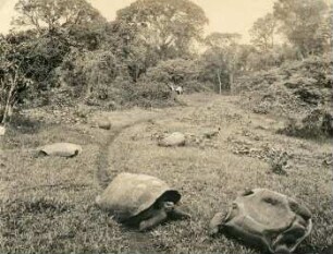Galapagos-Inseln, Riesenschildkröten