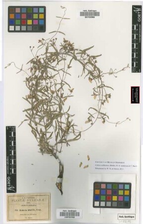 Janusia gracilis A.Gray
