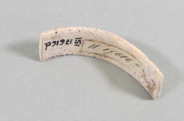 Fragment of a shell arm ring