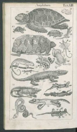 Tafel XIII. Amphibien.