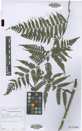 Cyathea dintelmannii Lehnert[paratype]