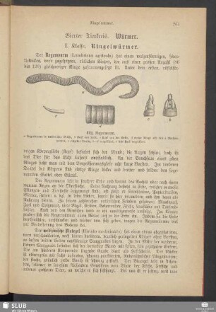 Vierter Tierkreis. Würmer