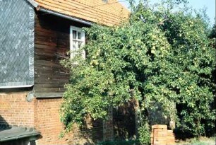 Birnbaum mit vielen Früchten vor einem Haus