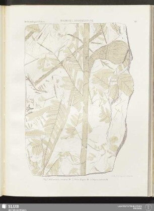 XII. Halbinsel Atanekerdluk