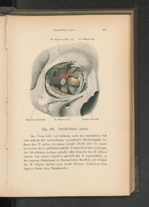 Fig. 102. Retrobulärer Raum.