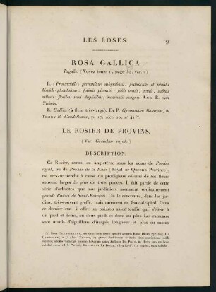 19-20, Rosa Gallica (Regalis.) Le Rosier de Provins (Var. Grandeur royale.)