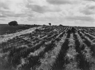 Sisalplantage : Sisalplantage nahe Ngerengere
