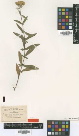 Stevia plummerae A.Gray var. durangensis B.L.Rob.[isotype]
