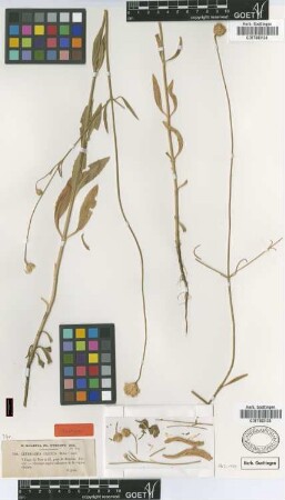 Cephalaria cilicica Boiss. [syntype]