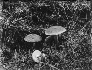 Ziegenlippe : Ziegenlippe oder Filziger Röhrling (Xerocomus subtomentosus Linnaeus).