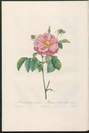Rosa Gallica flore marmoreo. Rosier de Provins à fleurs marbrées. Bessin sculp.