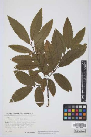 Castanea pumila (L.) Mill.