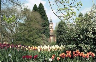 Mainau, Insel Mainau: Tulpenblüte vor Kirchturm