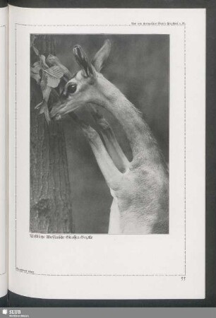 Weibliche Abessinische Giraffen-Gazelle