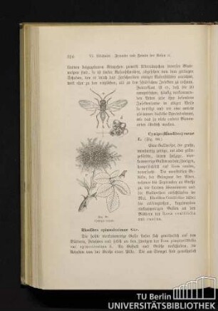 Rhodites spinosissimae Gir.