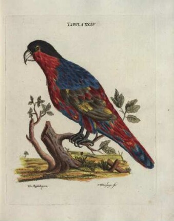 Tabvla XXIV