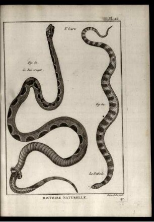 Pl. 25