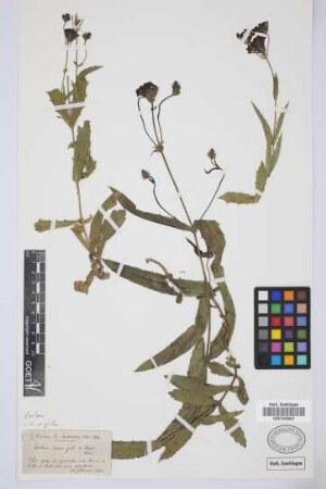 Verbena venosa Gillies & Hook.