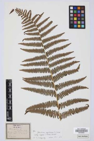 Pteris aquilina L. glabra Hook.