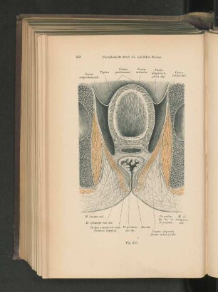 Fig. 454. Sagittalschnitt durch ein weibliches Becken.