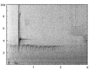 Buchfink | Fringilla coelebs - Ruf