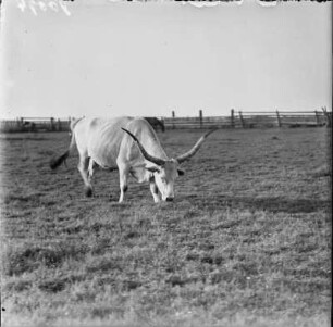 Ungarisches Steppenrind : Ungarisches Steppenrind (Bos primigenius taurus Linnaeus magyar).