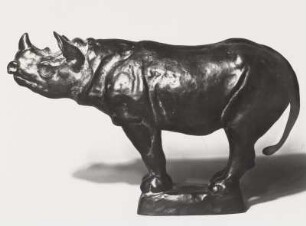 Junges Nashorn