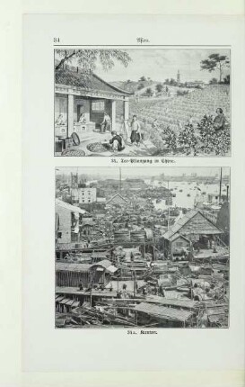 34. Tee-Pflanzung in China