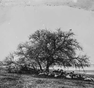 Schafherde : Schafherde unter einem Baum