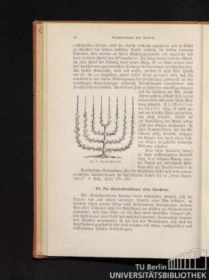 VI. Die Girlandenbäume oder Kordons.