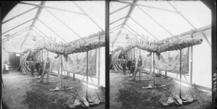 Sonderausstellung eines Walskelettes