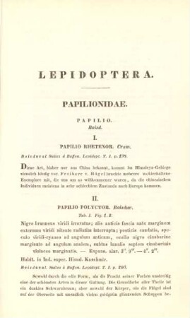 Lepidoptera