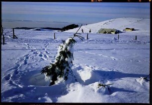 Schauinsland: Schauinsland Halde gegen Rheintal, Vordergrund verschneite Tannen, mit Vogesen