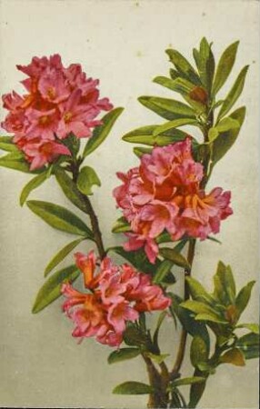 [Blütenzweig Rhododendron]