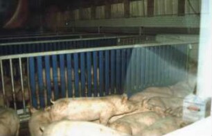 Fotografie: Tierproduktionsverfahren, Mastschwein
