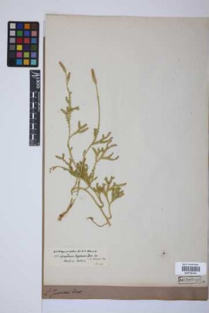 Lycopodium jussiaei Desv. ex Poir.